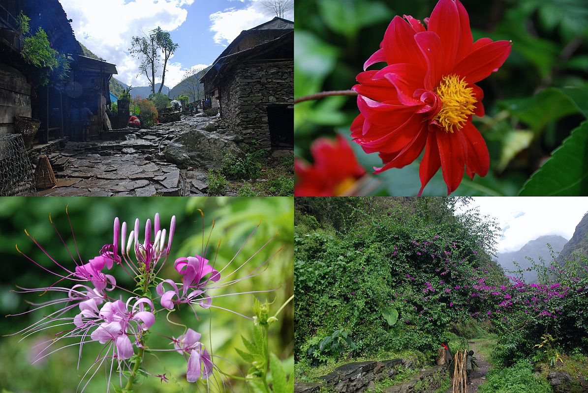 Rolwaling 02 07 Lunch In Gongar And Flowers